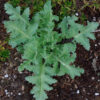 Poppy Set (5 seed packets): California, Flanders, Giant Pod, Turkish Red and Zahir - Image 3