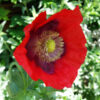 Poppy Set (5 seed packets): California, Flanders, Giant Pod, Turkish Red and Zahir - Image 2