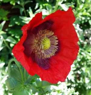 Poppy, Turkish Red (Papaver somniferum), packet of 100 seeds, Organic