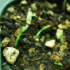 Poppy Set (5 seed packets): California, Flanders, Giant Pod, Turkish Red and Zahir - Image 8