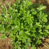 Tormentil (Potentilla tormentilla), packet of 30 seeds, organic [WA NO] - Image 3