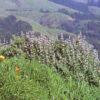 Sage, Purple (Salvia leucophylla), packet of 30 seeds - Image 3