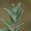 Sage, Purple (Salvia leucophylla), packet of 30 seeds - Image 2