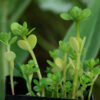 Purslane, Golden (Portulaca oleracea), packet of 100 seeds, organic
