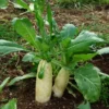 Radish, Daikon, Covercrop seeds (Raphanus sativus), by the pound, organic - Image 3