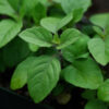Tulsi, Rama--Rama Tulsi, Holy Basil (Ocimum tenuiflorum) potted plant, organic - Image 3