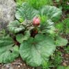 Rhubarb, Himalayan (Rheum emodii), packet of 10 seeds