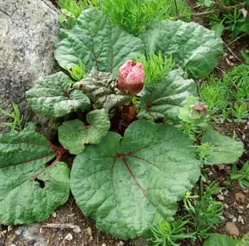 Rhubarb, Himalayan (Rheum emodii), packet of 10 seeds