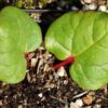 Rhubarb, Himalayan (Rheum emodii), packet of 10 seeds - Image 3