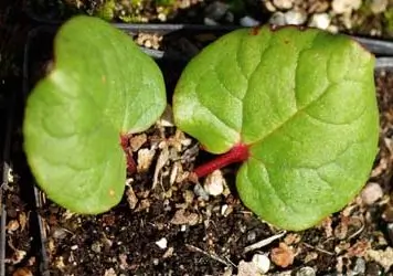 Rhubarb, Himalayan (Rheum emodii), packet of 10 seeds - Image 3