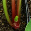 Rhubarb, Garden, Glaskins Perpetual (Rheum rhabarbarum) seeds, organic - Image 3