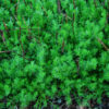 Chamomile, Roman (Chamaemelum nobile) potted plant, organic
