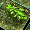 Tarragon, Russian (Artemisia dracunculoide), potted plant, organic - Image 2