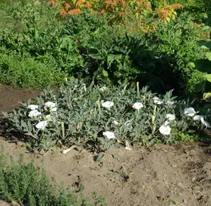 Datura, Sacred (Datura wrightii), packet of 10 seeds