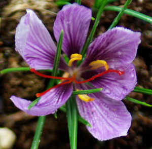 Saffron Bulbs Crocus Sativus Saffron Flower Best Organic Spice Healthy Plant Top 