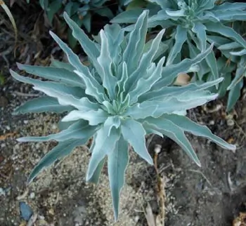 Sage, White (Salvia apiana) seeds, organic - Image 9