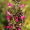 Sage, Pitcher (Salvia spathacea) seeds, organic - Image 3
