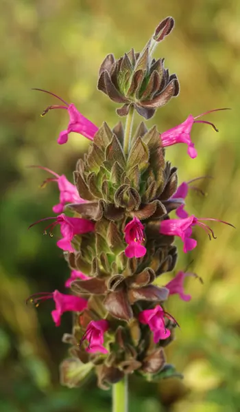 Sage, Pitcher (Salvia spathacea) seeds, organic - Image 3
