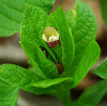 Scopalia (Scopolia carniolica), packet of 20 seeds - Image 5