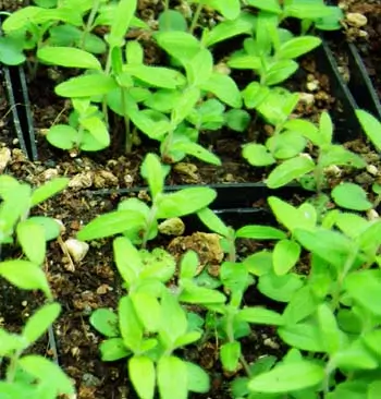 Skullcap, Baikal (Scutellaria baicalensis) seeds, organic - Image 4
