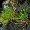 Plantain, Sea (Plantago maritima), packet of 50 seeds