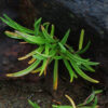 Plantain, Sea (Plantago maritima), packet of 50 seeds - Image 2
