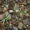 Plantain, Sea (Plantago maritima), packet of 50 seeds - Image 3