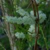 Shatavari (Asparagus racemosus), packet of 10 seeds, Organic