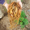 Shatavari (Asparagus racemosus), packet of 10 seeds, Organic - Image 11