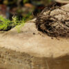 Shatavari (Asparagus racemosus), potted plant, organic - Image 3