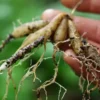 Shatavari (Asparagus racemosus), packet of 10 seeds, Organic - Image 9