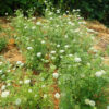 She-Chuang-Zi (Snow Parsley) (Cnidium monnieri) Potted Plant, Organic