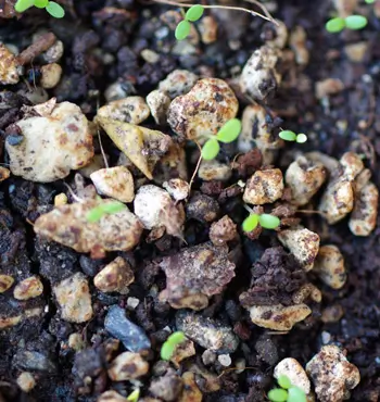 Shepherd's Purse (Capsella bursa-pastoris) seeds, organic - Image 3