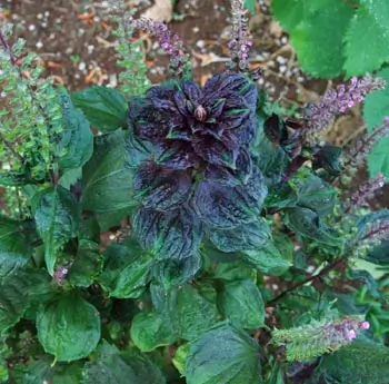 Shiso, Purple (Perilla frutescens) seeds, organic - Image 4