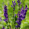 Skullcap Set (3 seed packets): Baikal, Barbat, Official, all organic - Image 2