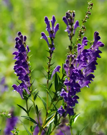 Skullcap, Baikal (Scutellaria baicalensis) seeds, organic - Image 8