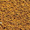 Skullcap, Official (Scutellaria lateriflora) seeds, organic - Image 4