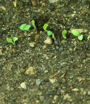 Skullcap, Baikal (Scutellaria baicalensis) seeds, organic - Image 5