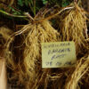 Chinese Medicinal Herb Seed Collection:  Dan-shen (Sage, Chinese Red); Dang-shen (Codonopsis); Huang-qi (Astragalus); Huang-qin (Skullcap, Baikal); Qu-mai (Dianthus); Ji-xing-xie (Chinese Balsam); Ban-zhi-lian (Skullcap, Barbat); Yi-mu-cao (Motherwort, Chinese) - Image 8