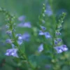 Skullcap, Barbat (Scutellaria barbata) seeds, organic - Image 2