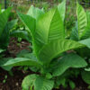 Tobacco, Smoking (Nicotiana tabacum) seeds, organic - Image 2
