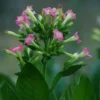 Tobacco, Smoking (Nicotiana tabacum) seeds, organic - Image 9