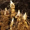 Giant Solomon's Seal Roots