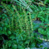 Speedwell, Common (Veronica officinalis), packet of 30 seeds, organic - Image 3