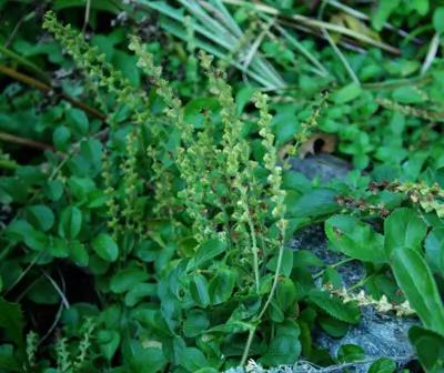 Speedwell, Common (Veronica officinalis), packet of 30 seeds, organic - Image 3