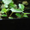 Spikenard, California (Aralia californica), potted plant, organic - Image 3