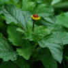 Spilanthes, Official (Acmella oleracea) potted plant, organic - Image 4