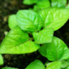 Ayurvedic Medicinal Herb Seed Collection (7 packets): Bodhi Tree; Andrographis; Ashwagandha, Vedic; Eclipta, Lemongrass; Spilanthes, Brede Mafane; Tulsi, Rama - Image 6