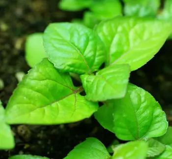 Ayurvedic Medicinal Herb Seed Collection (7 packets): Bodhi Tree; Andrographis; Ashwagandha, Vedic; Eclipta, Lemongrass; Spilanthes, Brede Mafane; Tulsi, Rama - Image 6
