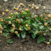 Spilanthes, Official (Acmella oleracea) potted plant, organic